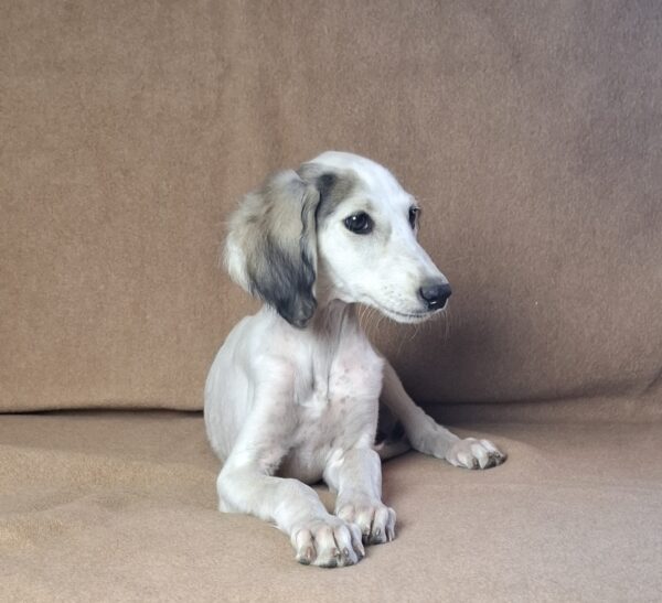 Bella Saluki Persian Hound Bella Saluki Persian Hound