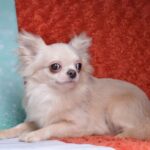 Benjamin-male-Chihuahua-puppy-for-sale-2