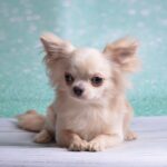 Benjamin-male-Chihuahua-puppy-for-sale-4
