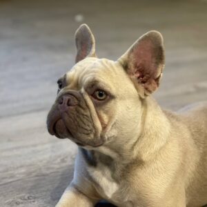 Betsy French Bulldog Betsy French Bulldog