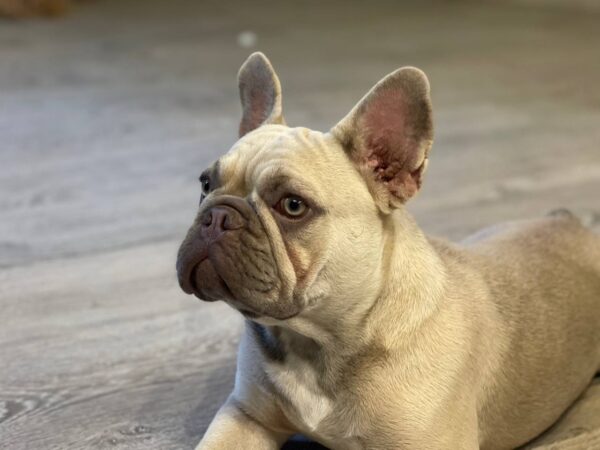 Betsy French Bulldog Betsy French Bulldog
