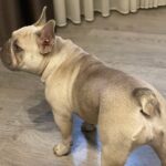 Betsy-female-French-Bulldog-puppy-for-sale-2
