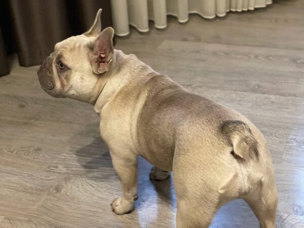 Betsy French Bulldog Betsy French Bulldog