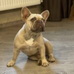 Betsy-female-French-Bulldog-puppy-for-sale-3