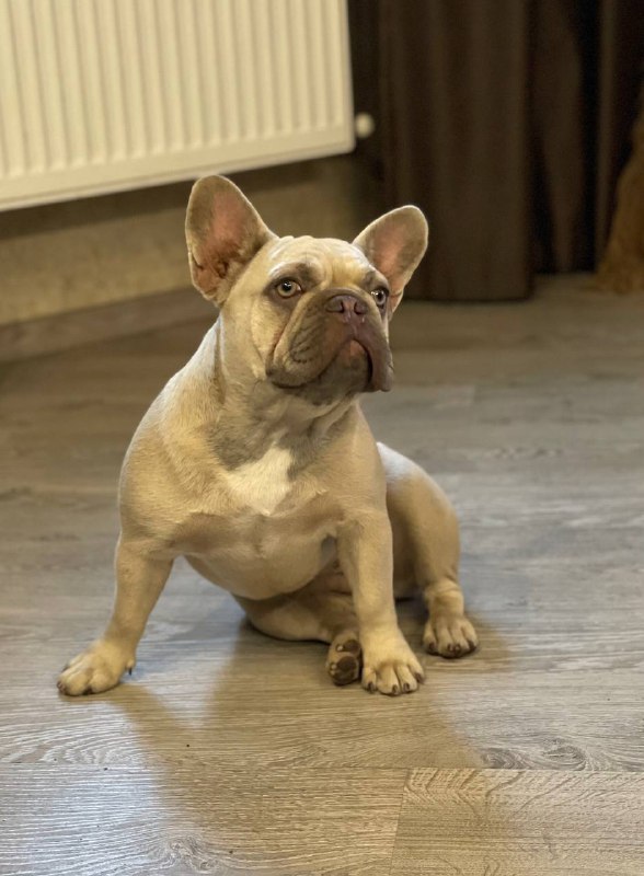 Betsy French Bulldog Betsy French Bulldog