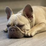 Betsy-female-French-Bulldog-puppy-for-sale-4