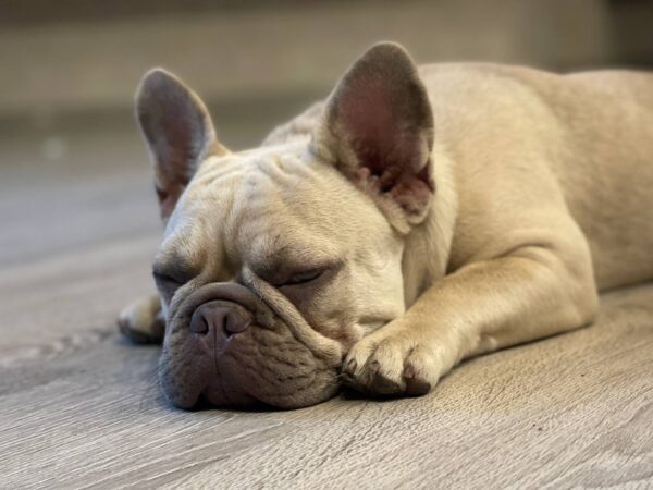 Betsy French Bulldog Betsy French Bulldog