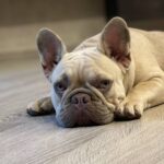 Betsy-female-French-Bulldog-puppy-for-sale-5