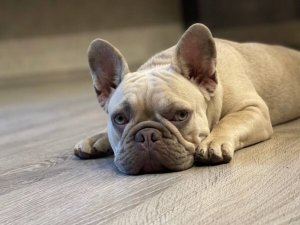 Betsy French Bulldog Betsy French Bulldog