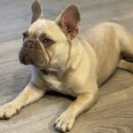 Betsy-female-French-Bulldog-puppy-for-sale-6