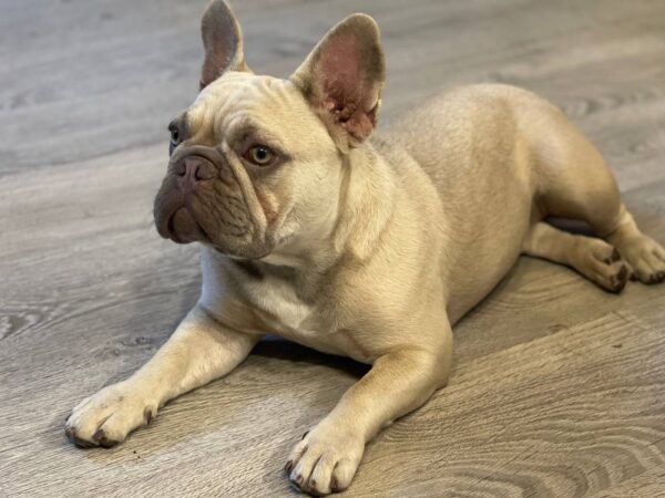 Betsy French Bulldog Betsy French Bulldog