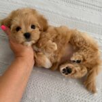 Bianca-female-Maltipoo-puppy-for-sale-1