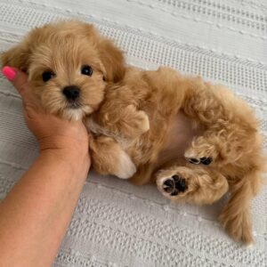 Bianca Maltipoo