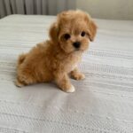 Bianca-female-Maltipoo-puppy-for-sale-2