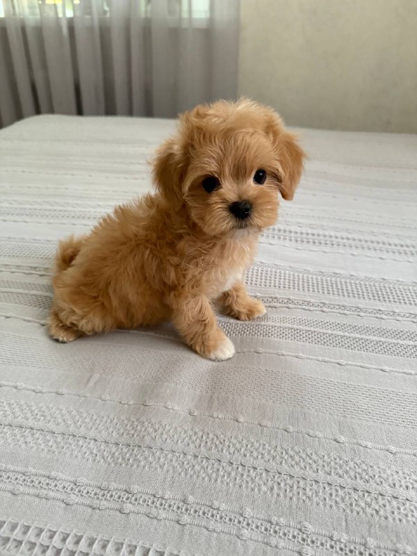 Bianca Maltipoo