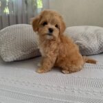Bianca-female-Maltipoo-puppy-for-sale-3