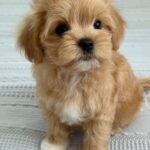 Bianca-female-Maltipoo-puppy-for-sale-4