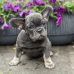 Bina-female-french-bulldog-puppy-for-sale-1 (1)