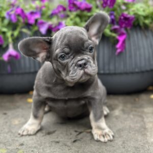 Bina French Bulldog Bina French Bulldog