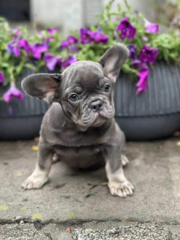 Bina French Bulldog Bina French Bulldog