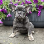 Bina-female-french-bulldog-puppy-for-sale-1 (2)