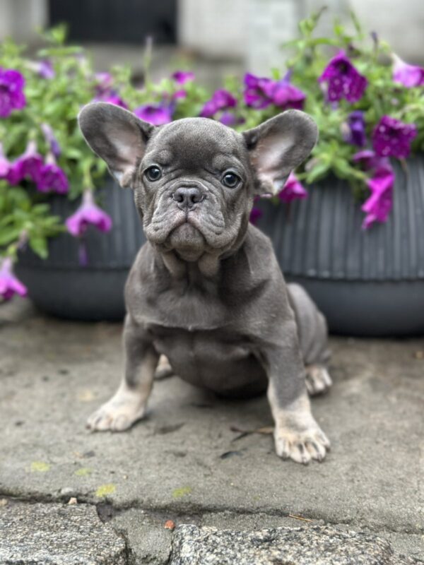 Bina French Bulldog Bina French Bulldog