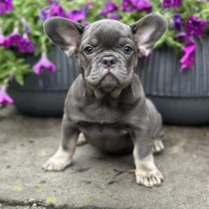 Bina French Bulldog Bina French Bulldog