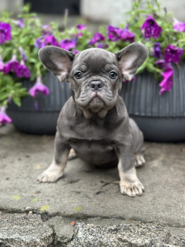 Bina French Bulldog Bina French Bulldog