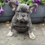 Bina-female-french-bulldog-puppy-for-sale-1 (4)
