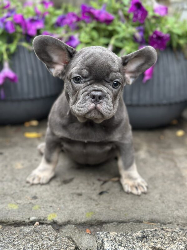 Bina French Bulldog Bina French Bulldog