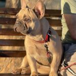 Dixon French Bulldog