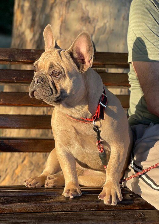 Boston French Bulldog Boston French Bulldog