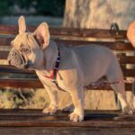 Boston-male-French-Bulldog-puppy-for-sale-2