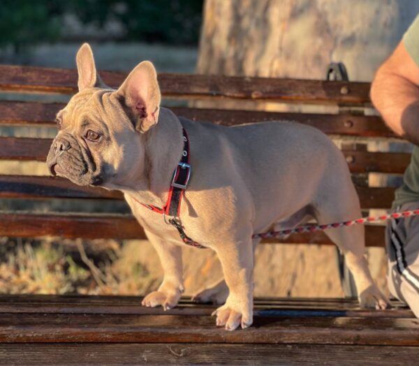Boston French Bulldog Boston French Bulldog