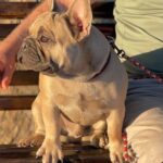 Boston-male-French-Bulldog-puppy-for-sale-3