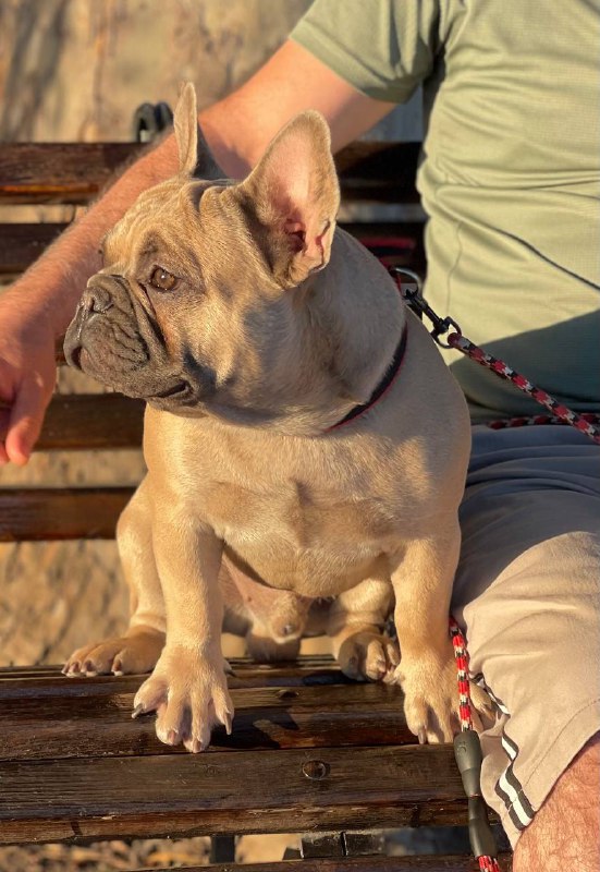 Boston French Bulldog Boston French Bulldog