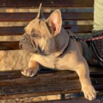 Boston-male-French-Bulldog-puppy-for-sale-4