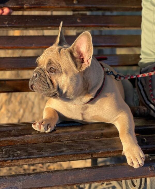 Boston French Bulldog Boston French Bulldog
