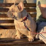 Boston-male-French-Bulldog-puppy-for-sale-5