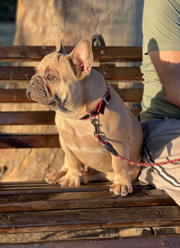 Boston French Bulldog Boston French Bulldog