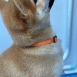 Casian-male-Shiba-puppy-for-sale-1