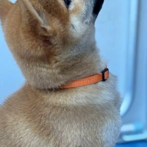 Casian Shiba Inu
