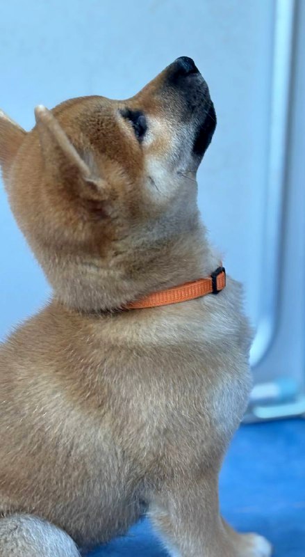 Casian Shiba Inu Casian Shiba Inu