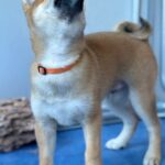 Casian-male-Shiba-puppy-for-sale-2