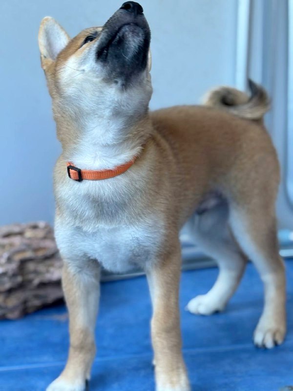 Casian Shiba Inu Casian Shiba Inu