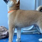 Casian-male-Shiba-puppy-for-sale-3