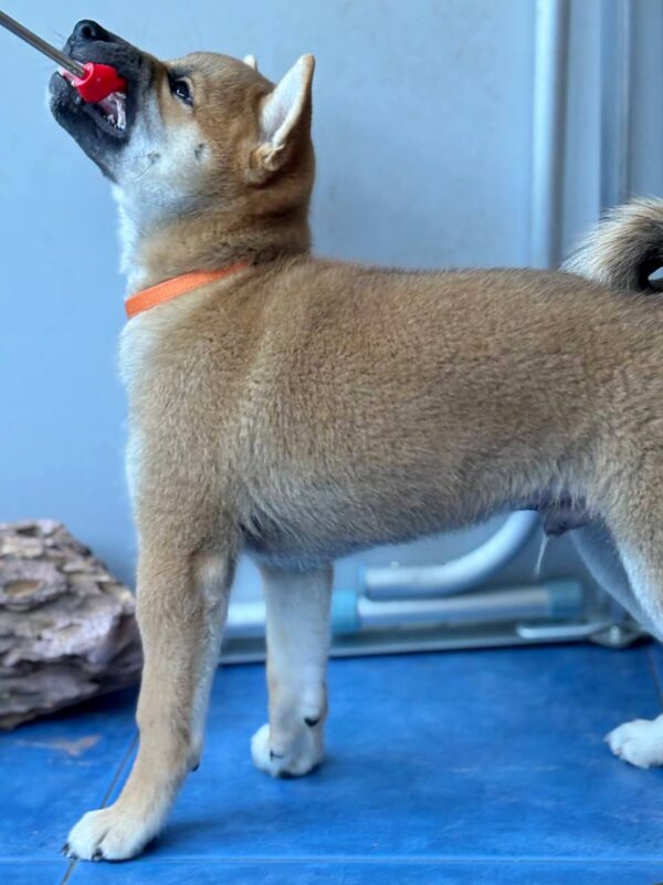 Casian Shiba Inu Casian Shiba Inu