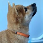 Casian-male-Shiba-puppy-for-sale-4