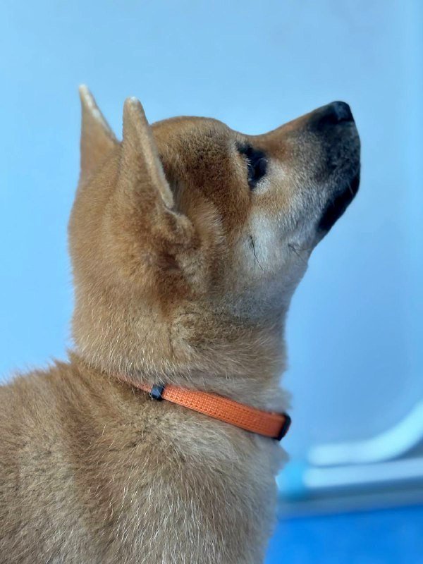 Casian Shiba Inu Casian Shiba Inu