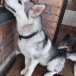 Champion-male-alaskan-malamute-puppy-for-sale-1